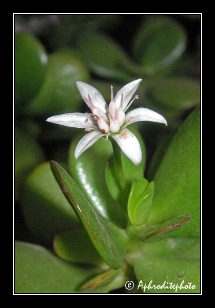 105 Fleurs